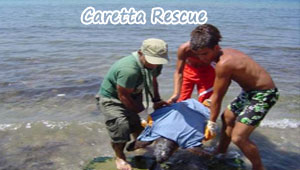 Caretta Caretta Song